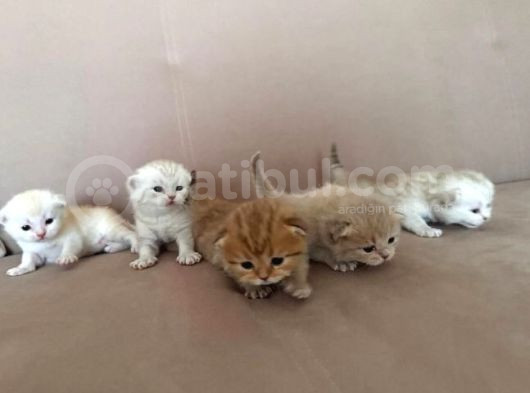 Sevi̇mli̇ Kedi̇leri̇m  Yeni̇ Sahi̇pleri̇ni̇ Bekli̇yor görsel