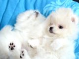 Üst Düzey Pomerian Boo Yavrularımız