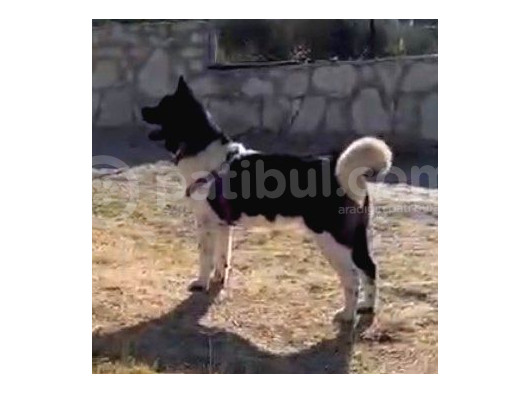 Ücretsi̇z - Ameri̇kan Aki̇ta -13 Aylik görsel