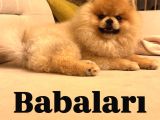 Mükemmel Güzellikte Orijinal Teddy Bear Pomeranian Boo Yavru