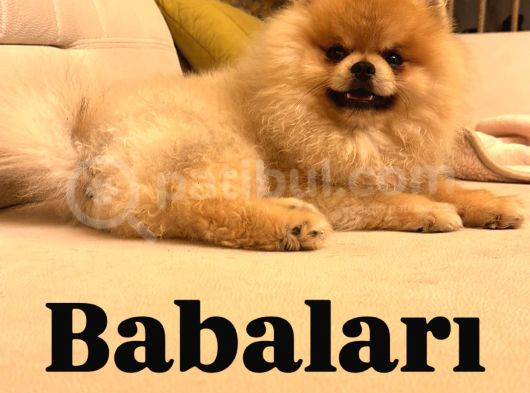 Mükemmel Güzellikte Orijinal Teddy Bear Pomeranian Boo Yavru görsel