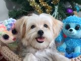 Türkiye De Tek Korekanı Morkie Teacup Yavrularımız