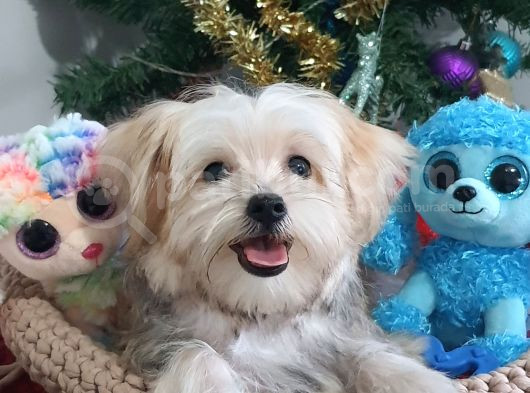 Türkiye De Tek Korekanı Morkie Teacup Yavrularımız görsel