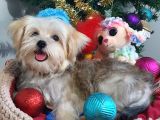 Türkiye De Tek Korekanı Morkie Teacup Yavrularımız