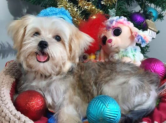 Türkiye De Tek Korekanı Morkie Teacup Yavrularımız görsel