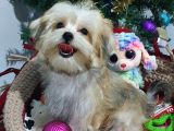 Türkiye de tek Korekanı Morkie Teacup Yavrularımız