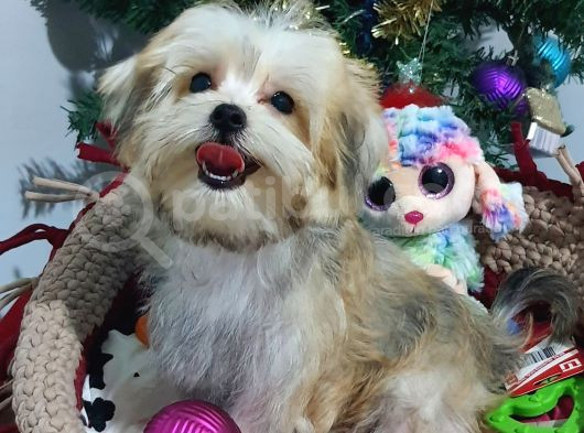 Türkiye De Tek Korekanı Morkie Teacup Yavrularımız