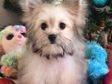 Çok Özel Bir Morkie Dişi Yavru