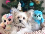 Çok Özel Bir Morkie Dişi Yavru
