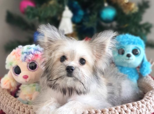 Çok Özel Bir Morkie Dişi Yavru görsel