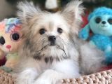 Çok özel bir Morkie dişi yavru