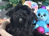 Poodle Anne Kore Maltese Baba Orjinal Maltipoo