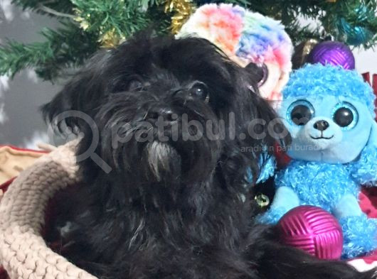 Poodle Anne Kore Maltese Baba Orjinal Maltipoo görsel