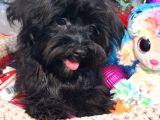 Poodle Anne Kore Maltese Baba Orjinal Maltipoo