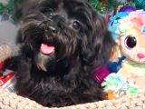 Poodle Anne Kore Maltese Baba Orjinal Maltipoo