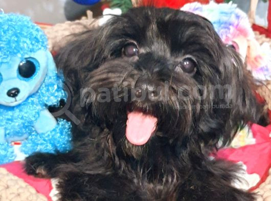 Poodle Anne Kore Maltese Baba Orjinal Maltipoo