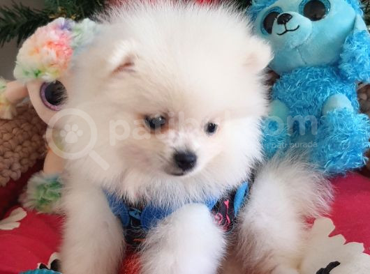 Şecereli Teacup Tedybear Pomeranian Yavrumuz görsel