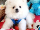 Şecereli Teacup Tedybear Pomeranian Yavrumuz