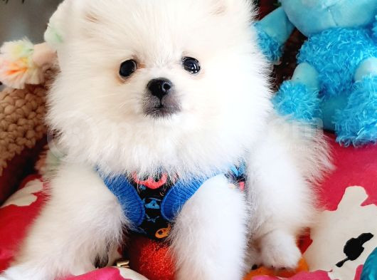 Şecereli Teacup Tedybear Pomeranian Yavrumuz görsel