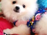 Şecereli Teacup Tedybear Pomeranian Yavrumuz