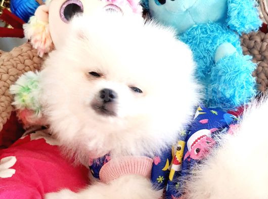 Şecereli Teacup Tedybear Pomeranian Yavrumuz