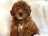 Kıpkırmızı Red tooy poodle sevimli yavrular 