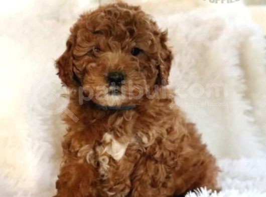 Kıpkırmızı Red Tooy Poodle Sevimli Yavrular 