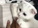 British Shorthair scottish Fold Dişi Beyaz