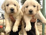 Baby Face Golden Bebeklerimiz