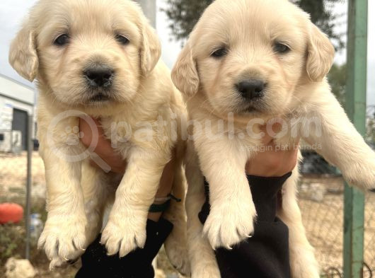 Baby Face Golden Bebeklerimiz