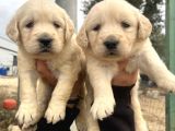 Baby Face Golden Bebeklerimiz