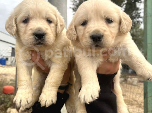 Baby Face Golden Bebeklerimiz görsel