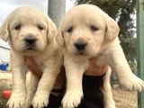 Baby Face Golden Bebeklerimiz