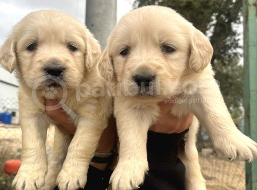 Baby Face Golden Bebeklerimiz görsel