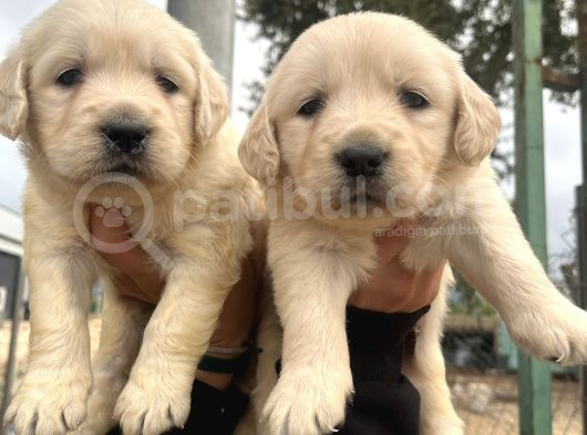 Baby Face Golden Bebeklerimiz görsel