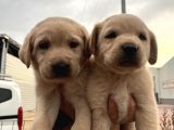 Üst Kalite Labrador Yavrularımız