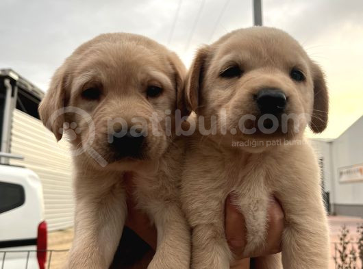 Üst Kalite Labrador Yavrularımız görsel