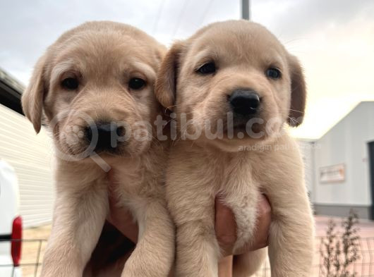 Üst Kalite Labrador Yavrularımız