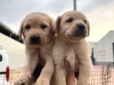 Üst Kalite Labrador Yavrularımız