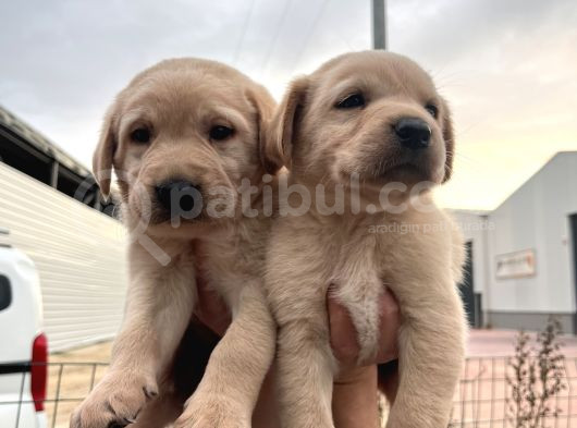 Üst Kalite Labrador Yavrularımız görsel
