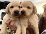 Üst Kalite Labrador Yavrularımız