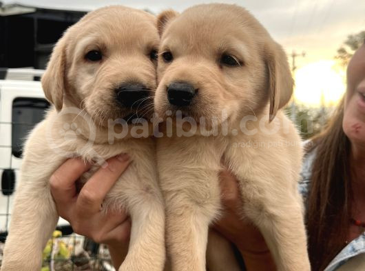 Üst Kalite Labrador Yavrularımız görsel