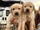 Üst Kalite Labrador Yavrularımız