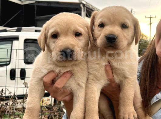 Üst Kalite Labrador Yavrularımız görsel