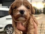 Tüy Dökmeyen Antialerjik Cavapoo Yavrularımız