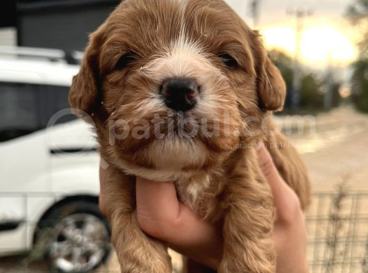 Tüy Dökmeyen Antialerjik Cavapoo Yavrularımız görsel
