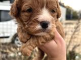 Tüy dökmeyen antialerjik Cavapoo yavrularımız