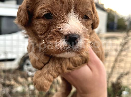Tüy Dökmeyen Antialerjik Cavapoo Yavrularımız