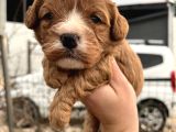 Tüy Dökmeyen Antialerjik Cavapoo Yavrularımız