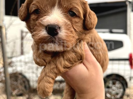 Tüy Dökmeyen Antialerjik Cavapoo Yavrularımız görsel